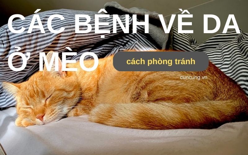 Các bệnh về da ở mèo