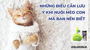 điều cần lưu ý khi nuôi mèo