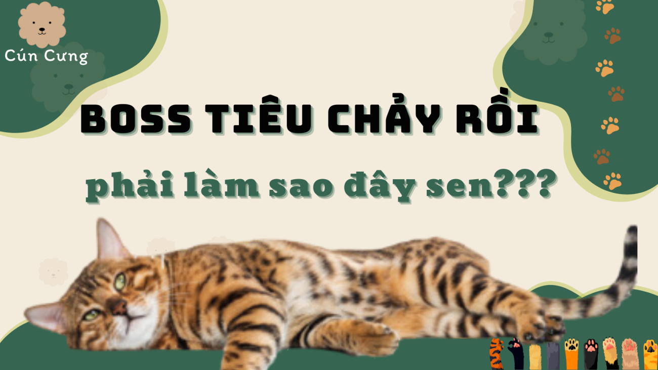 Mèo bị tiêu chảy: Nguyên nhân, triệu chứng và cách điều trị