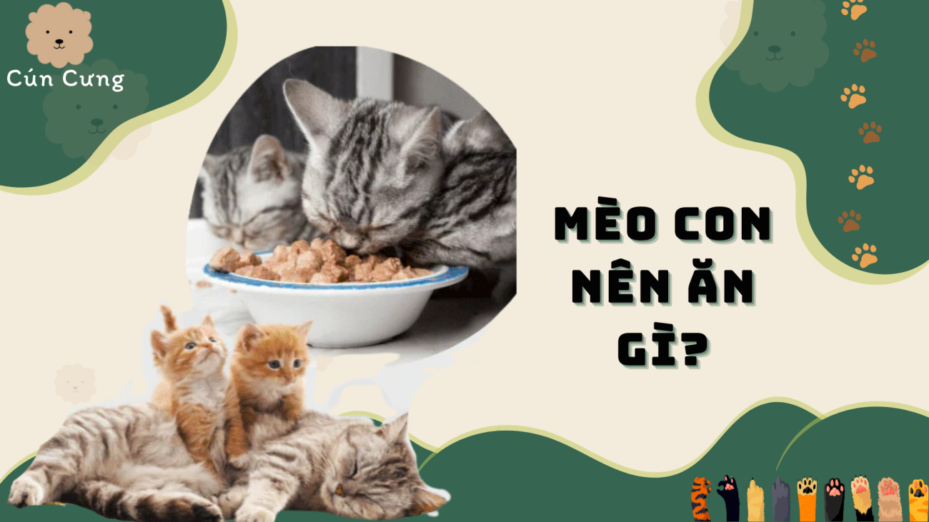 Mèo con 1 tháng tuổi nên ăn gì?