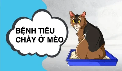 bệnh tiêu chảy ở mèo