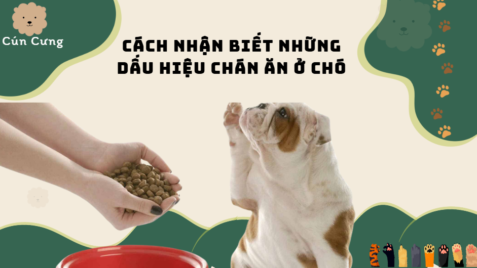 dấu hiệu chán ăn ở chó