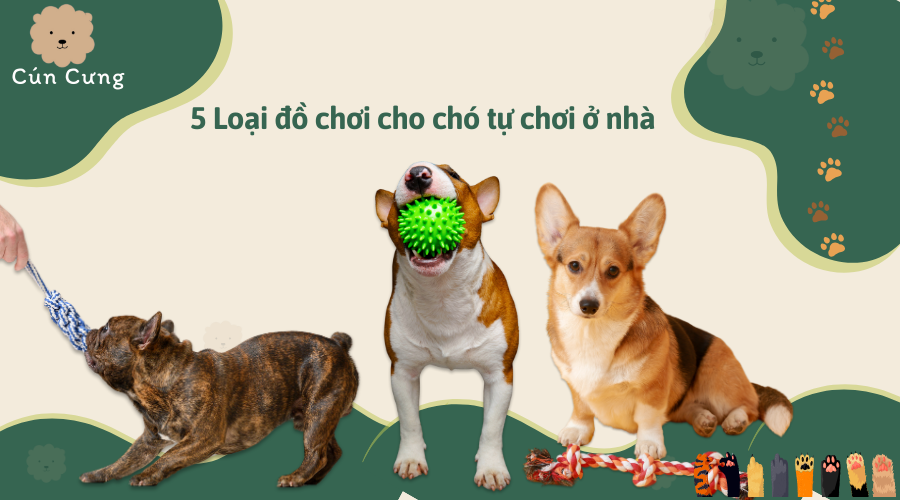 5 Loại đồ chơi cho chó tự chơi ở nhà