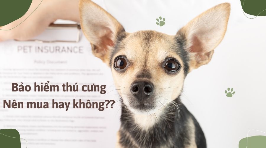 Bảo hiểm thú cưng - Nên mua hay không