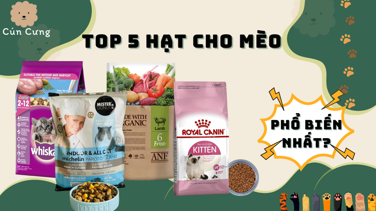 top 5 thức ăn cho mèo phổ biến nhất