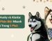 Chó Husky và Alaska - Cách Phân Biệt Nhanh Chỉ Trong 5 Phút