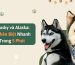 Chó Husky và Alaska - Cách Phân Biệt Nhanh Chỉ Trong 5 Phút