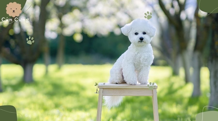 Giống chó Bichon Frise