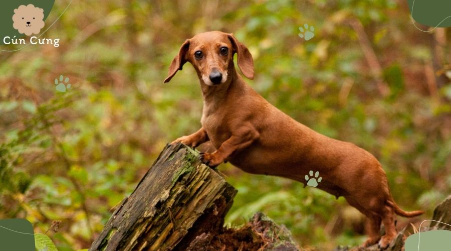 Giống chó Dachshund (Chó Lạp Xưởng)