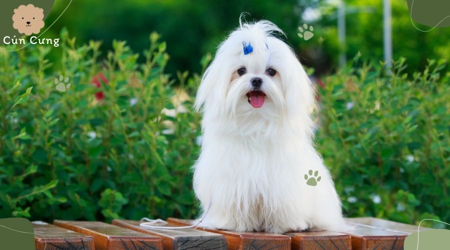 Giống chó Maltese