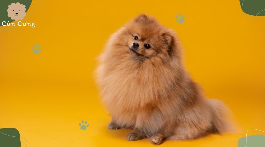 Giống chó Pomeranian