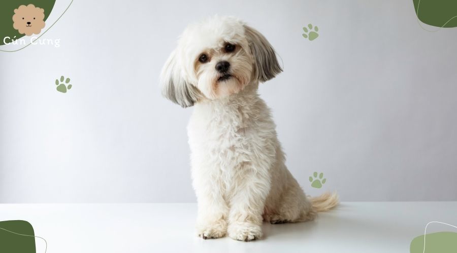 Giống chó Shih Tzu