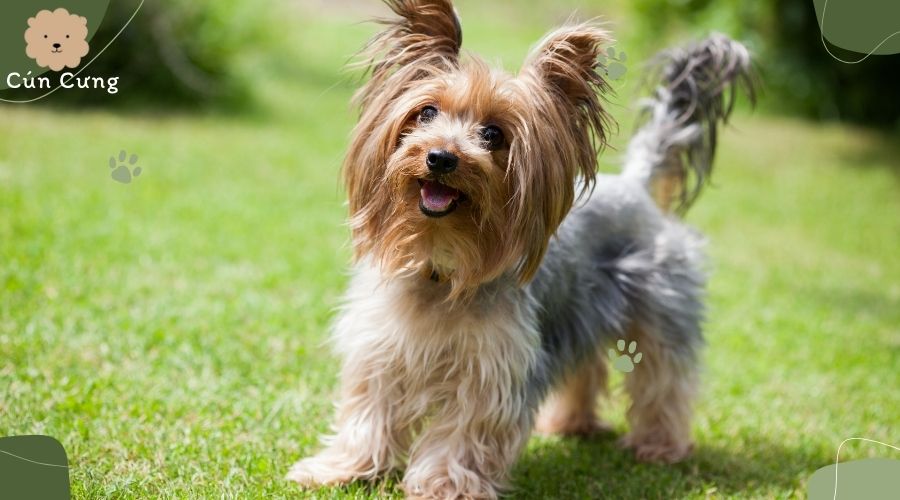 Giống chó Yorkshire Terrier