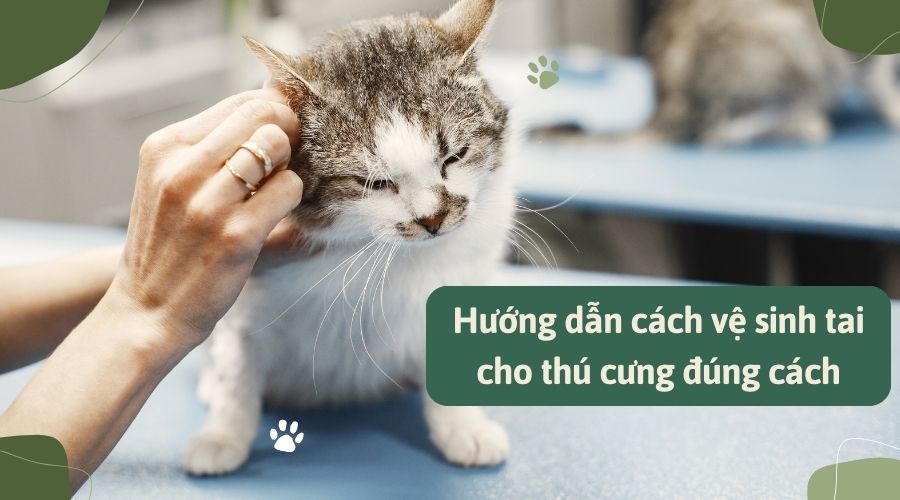 Hướng dẫn chi tiết cách vệ sinh tai cho thú cưng đúng cách