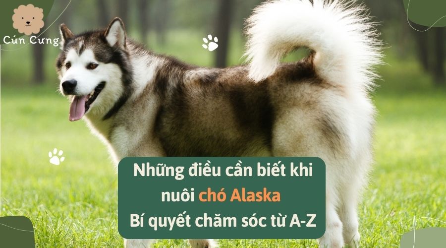 Những điều cần biết khi nuôi chó Alaska - Bí quyết chăm sóc từ A-Z