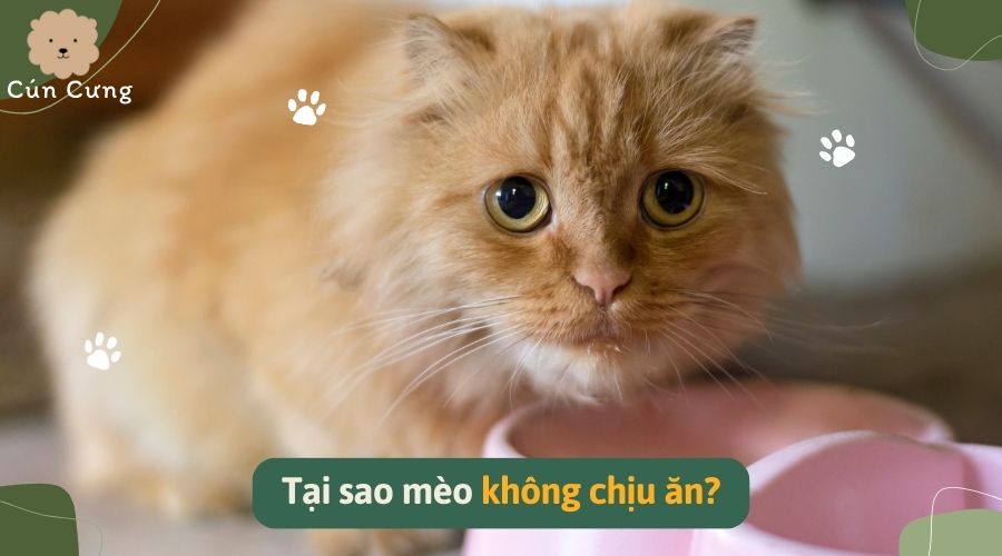 Tại sao mèo không chịu ăn - Nguyên nhân và cách điều trị