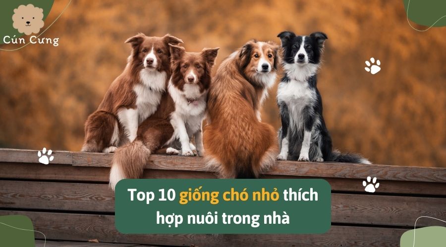 Top 10 giống chó nhỏ thích hợp nuôi trong nhà