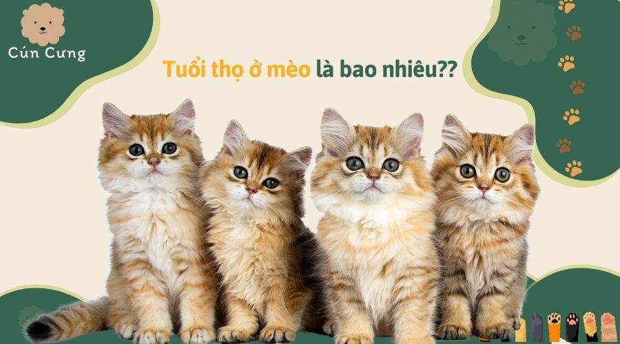 Tuổi thọ ở mèo là bao nhiêu