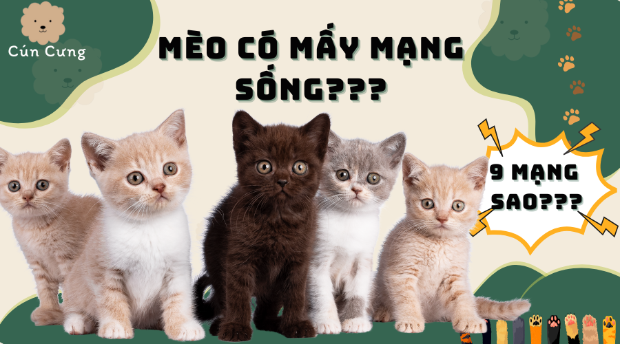 Mèo Có Mấy Mạng? Sự Thật Thú Vị Đằng Sau Truyền Thuyết "9 Mạng"