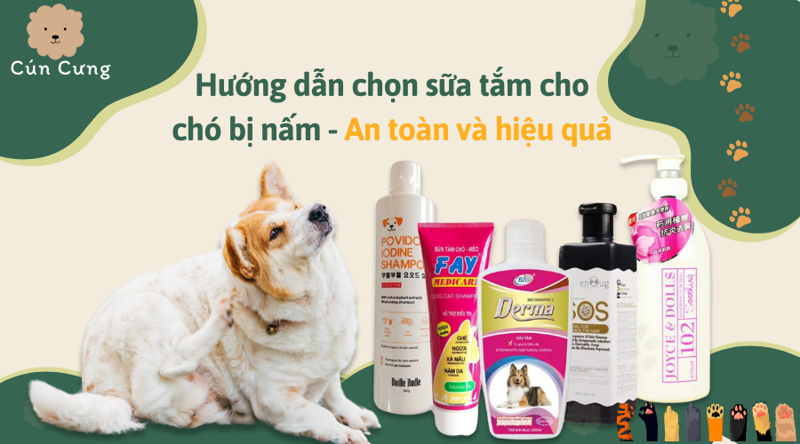 Hướng dẫn chọn sữa tắm cho chó bị nấm-an toàn và hiệu quả