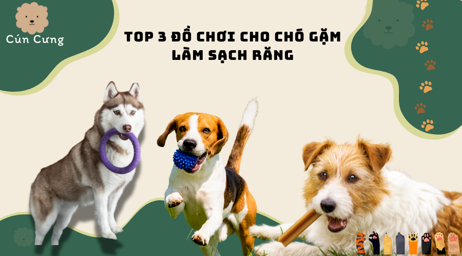 Top 3 đồ chơi cho chó gặm làm sạch răng an toàn cho sức khỏe cún cưng