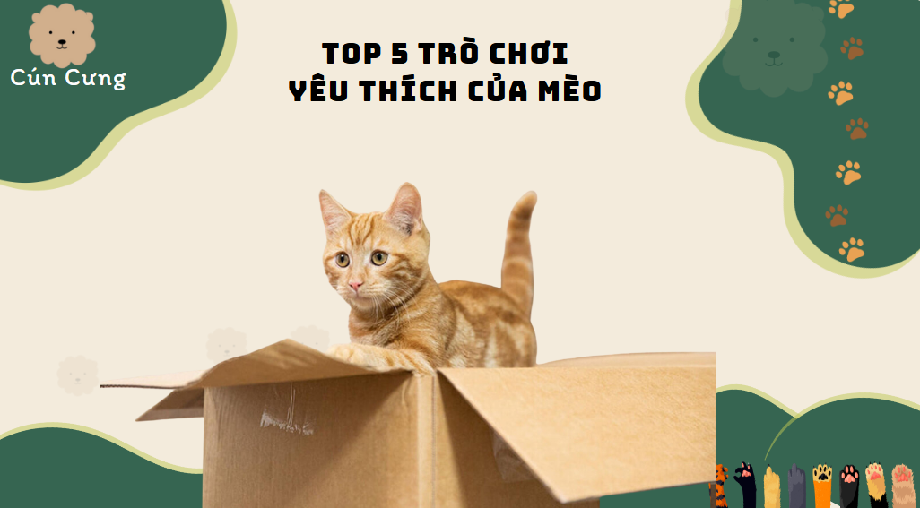 trò chơi yêu thích của mèo