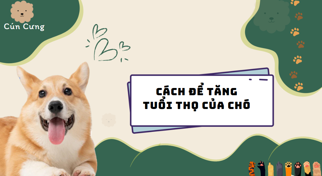 tuổi thọ của chó